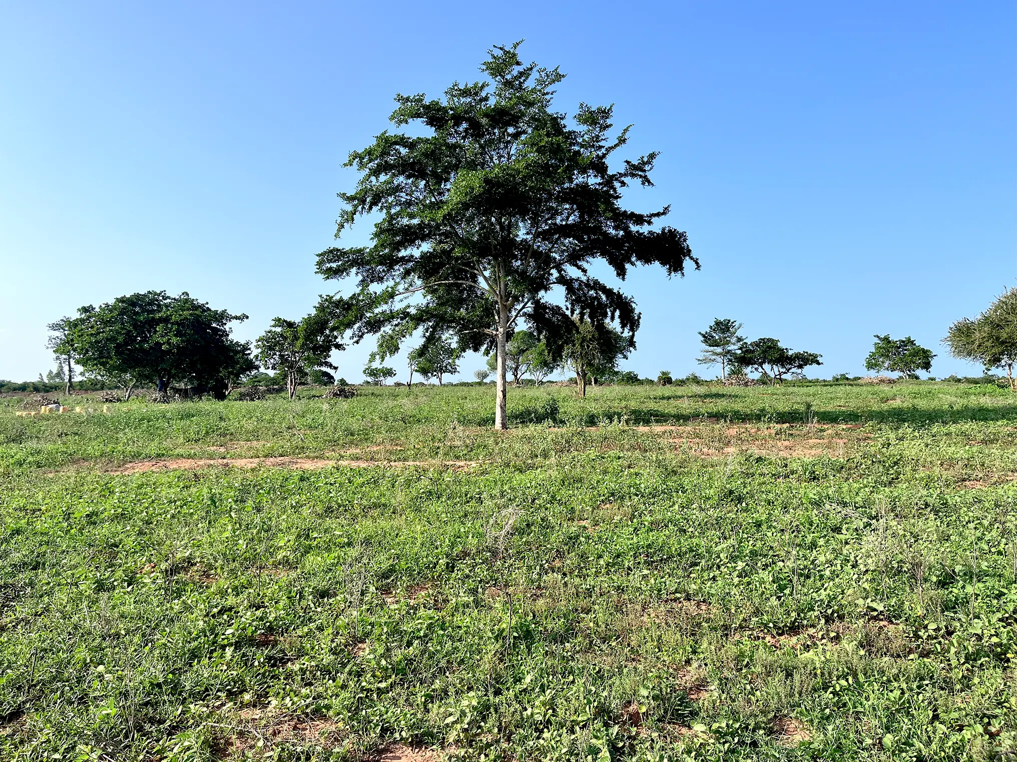 site_image_1736235682