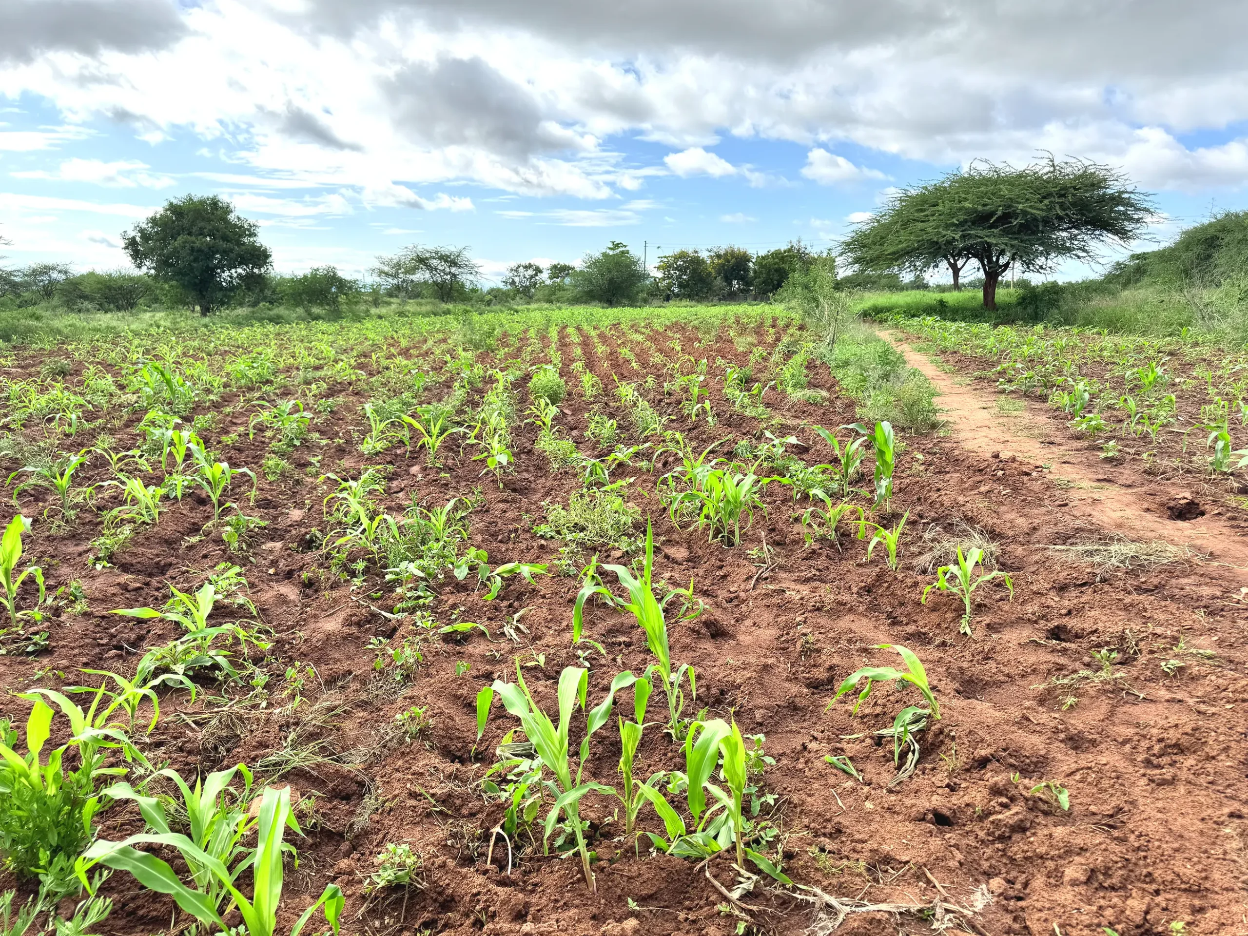 site_image_1745519733